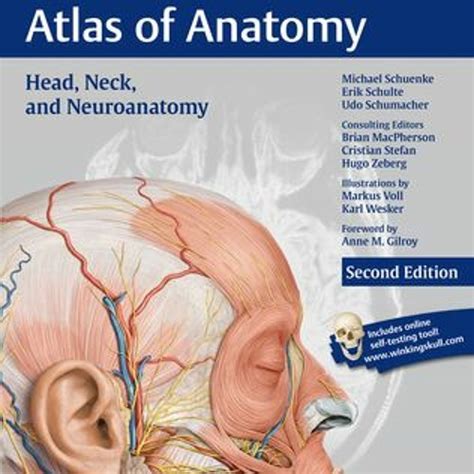 Stream Read Head Neck And Neuroanatomy Thieme Atlas Of Anatomy