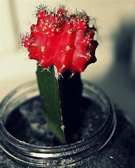 Moon cacti are popular indoor plants known for their small size and vibrant colors. This Is How to Care and Grow Ruby Ball Cactus (Moon Cactus ...