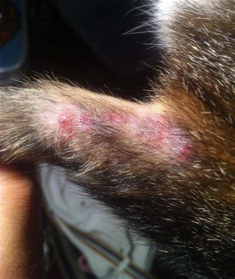 My Cat Has Rashes On The Bottom Of Her Tail Belly And Around Her Eye