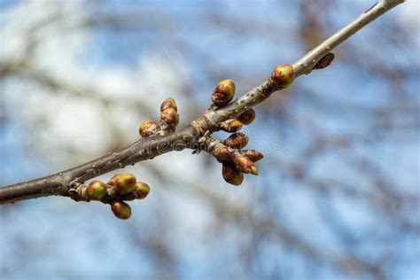 Budding Buds On A Tree Branch In Early Spring Macro Stock Photo Image
