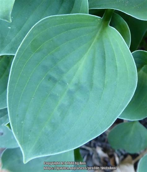 Photo Of The Leaves Of Hosta Baby Bunting Posted By Violaann