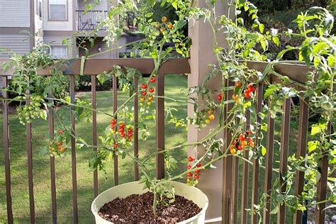 How To Grow Tomatoes In Pots Bonnie Plants Growing Tomato Plants