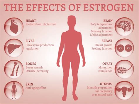 Estrogen Là Gì Tác Dụng Như Thế Nào đối Với Phụ Nữ