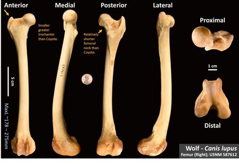 Wolf Femur Osteoid Bone Identification