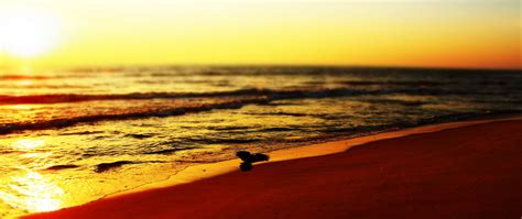 Download Wallpaper 2560x1080 Sea Beach Bird Sunset