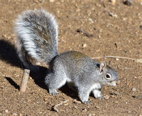 Arizona Gray Squirrel Sciurus Arizonensis · Inaturalist