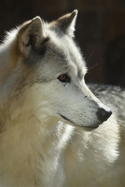 Free Stock Photo Of Gray Wolf Wolf Yellowstone National Park