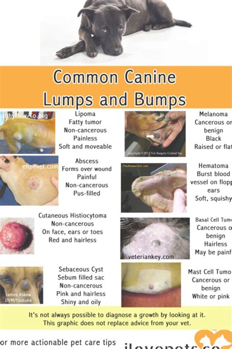 Pin By Cindy Metcalf On Pet Stuff Dog Health Tips Dog Cancer Tumors