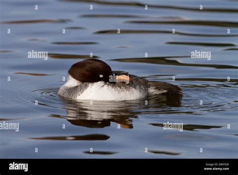 Bucephala Clangula Female Preening Hi Res Stock Photography And Images