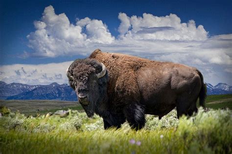 Amerikaanse Buffalo Yellowstone Bison Yellowstone National Park