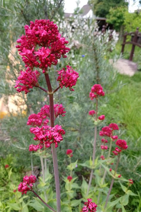 Rote Spornblume (Centranthus ruber) | NaturKönig