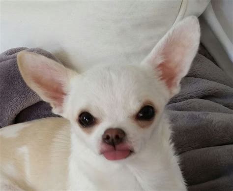 7 Things That Make Chihuahua An Amazing Breed Animalso