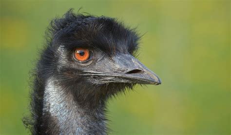 Emu Bird Key Facts Information And Pictures