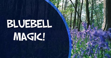 Most Beautiful Bluebells Northern Ireland Bluebell Wood Warrenpoint