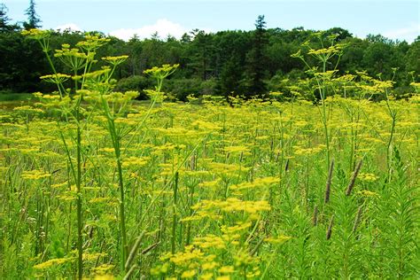 Wild Parsnip Identification And Control Drs Country Life Blog