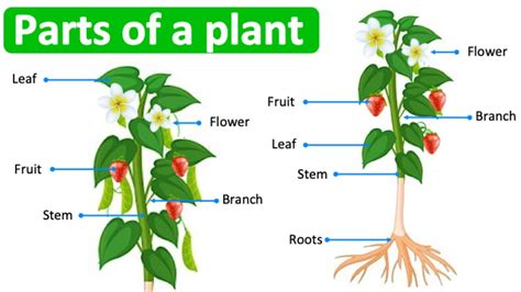 Parts Of A Plant In English 🌱 Learn With Pictures Youtube