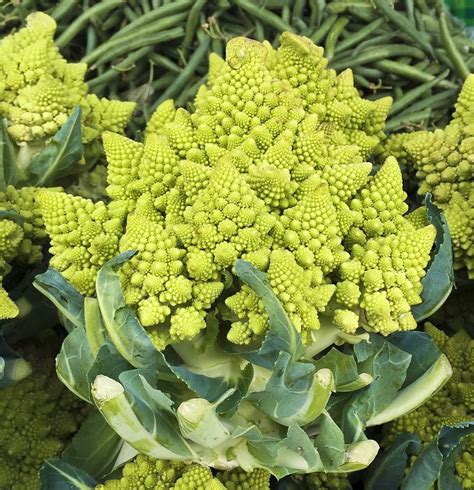 It was exclusively grown in rome starting around the 16th century, which. Chou romanesco : semis, culture et conseils d'entretien