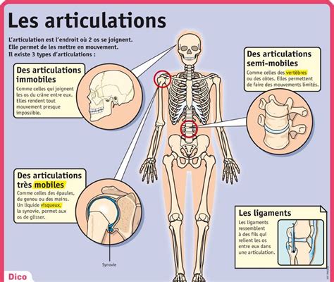 Les Articulations Anatomie Du Corps Humain Anatomie Corps Humain Hot Sex Picture