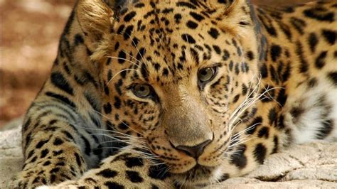 Cámara Oculta Captó A Cuatro Ejemplares Leopardos Del Amur En El Lejano