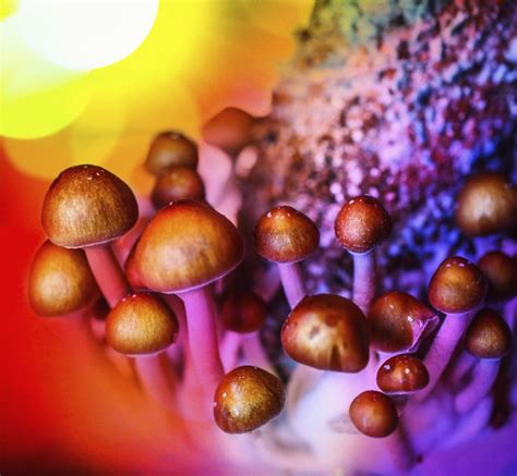 Learn How To Grow Magic Mushrooms And Plentiful Health Benefits