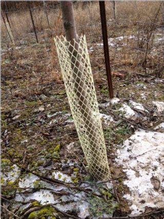 Maybe you would like to learn more about one of these? How To Protect Trees From Deer Antler Rubbing - Barts Tree ...