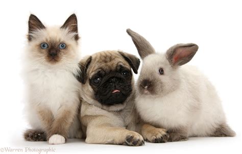 Pets: Pug pup with Colourpoint rabbit and kitten photo WP26915