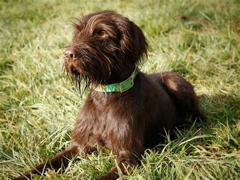 Pudelpointer Info Temperament Puppies Pictures