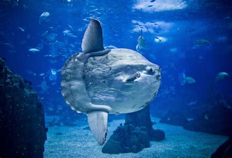 Ocean Giants 15 Of The Largest Sea Animals In The World