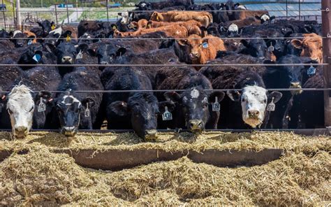 Growing Appetites Fuel Record U S Meat Production Wsj