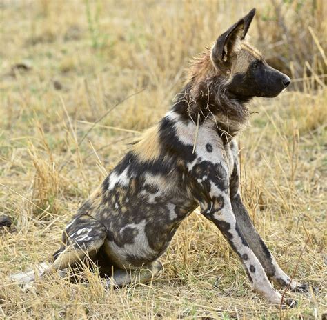 African Wild Dog Photo By Dex Kotze — National Geographic Your Shot