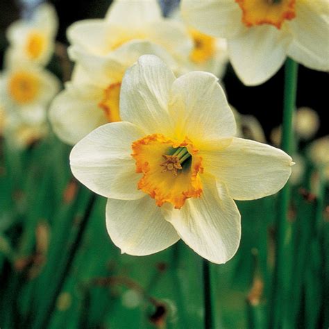 Maybe you would like to learn more about one of these? The meaning and symbolism of the word - Narcissus