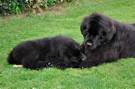 Newfoundland Puppies Homepage