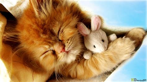 Free Download Cute Baby Kittens Sleep Wallpaper 1366x768 For Your