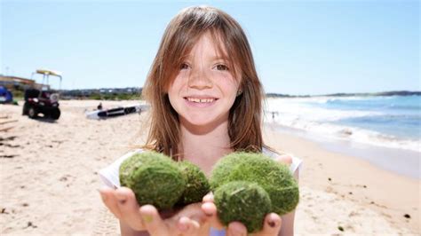 The Green Alien Eggs First Found On Dee Why Beach In September Are Back