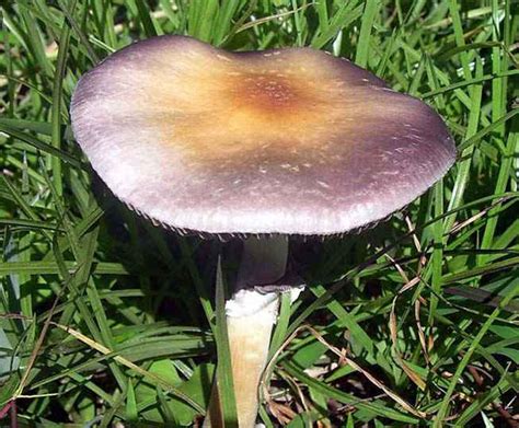 Psilocybin Mushrooms In Florida All Mushroom Info