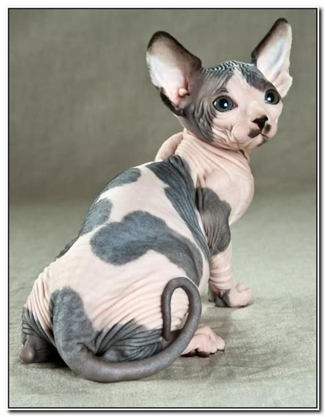 Black Hairless Cats Picture Gallery Cats