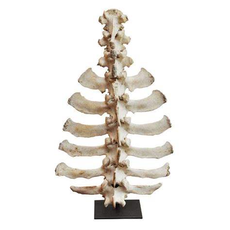 Mounted Animal Spine For Sale At 1stdibs
