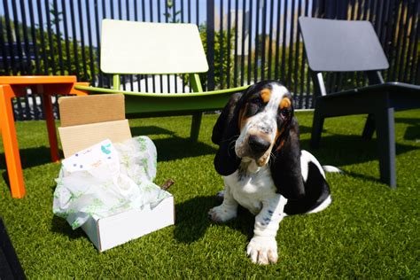 The Bone Box: Your Dog’s Dream Subscription Box! - Paws & Pints