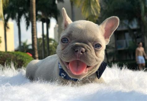 The lilac french bulldog has a lifespan that ranges from eleven to fourteen years. Isabella French Bulldog- Guide to the rarest lilac ...