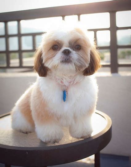 These pups have just had their first bath and they are looking adorably fluffy. 3. Style 3 - Teddy Bear Shih Tzu haircut Now, this style ...