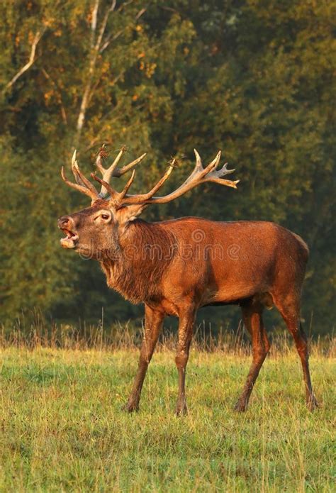 Majestic Deer Stock Image Image Of Deer Wild Stag 49545539