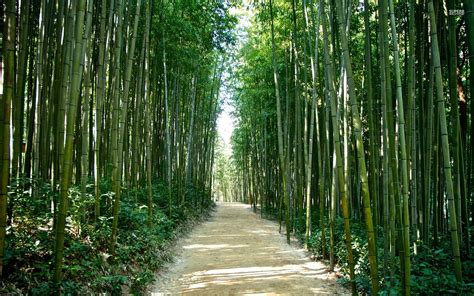 Bamboo Forest Korea Japan Wallpapers Bamboo Forest Korea