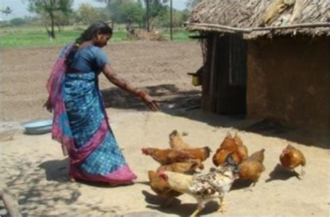 Helpfull guide about poultry farming, housing,equipments,poultry related issues,world poultry,poultry diseases and vaccination,poultry management,backyard chicken farming,free plans for chicken. Backyard Poultry Rearing
