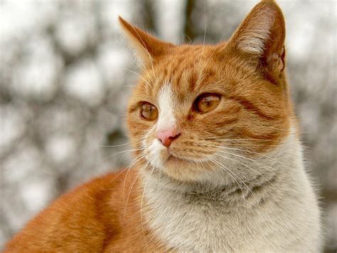 Your woman deserves some pleasure too. Free Cat called Fiona Stock Photo - FreeImages.com