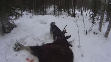 hirvenkaato mökälle 52 moose hunting älgjakt slow motion youtube