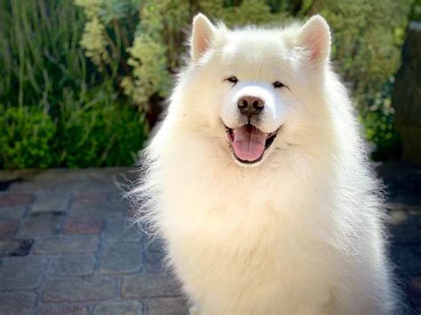 Perros Hermosos Las 10 Razas De Perros Más Bellas Y Agradables Vida