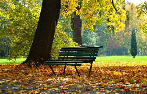 Royalty Free Photo Green Wooden Bench Surrounded By Dry Leaves Near