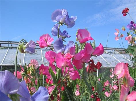 How To Grow Awesome Sweet Peas In 10 Easy Steps