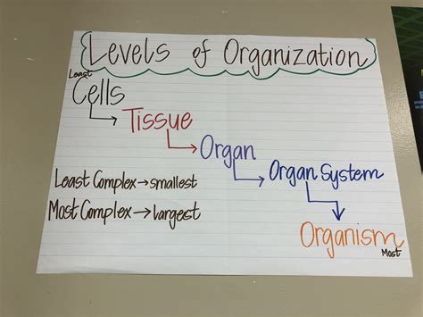 Levels Of Organization Anchor Chart Cell Theory Anchor Charts Teaching