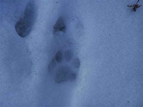 Bobcat Identification Bobcat Fox Tracks In Snow